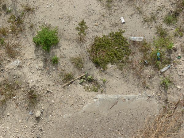 Green grass texture, formed in patches in a rocky surface of thin brown soil. Bits of wood and trash are visible throughout.